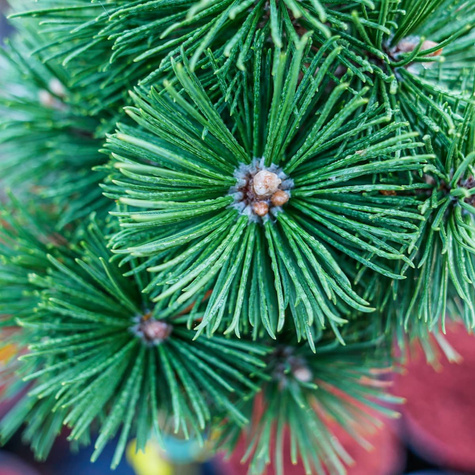 Sosna pospolita Fastigiata szczepiona na pniu Pa60 cm