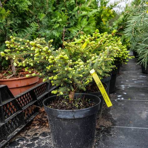 Świerk pospolity Nidiformis gniazdkowy (C2)