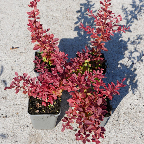 Berberys thunberga Coral (P9)
