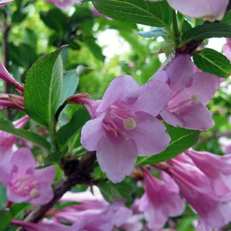 Krzewuszka cudowna Rosea (C2)