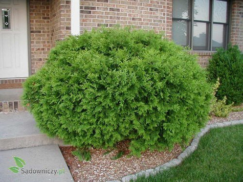 Thuja Tuja Żywotnik zachodni Globosa (C2)