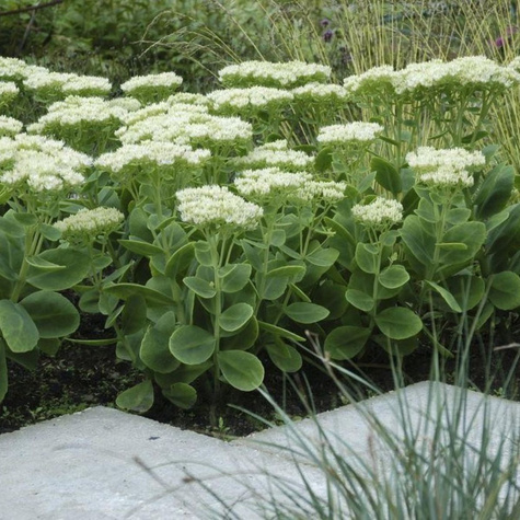 Rozchodnik okazały Star Dust