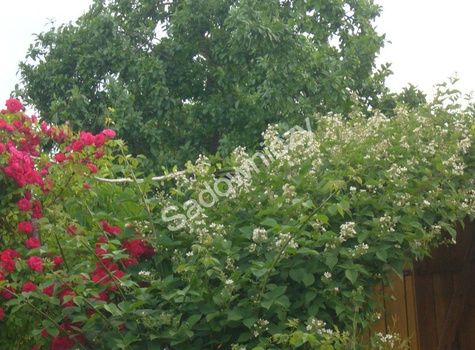 Jeżyna czarna w doniczce kolczasta