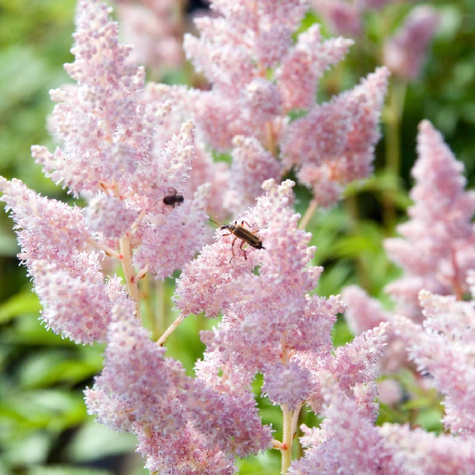 Tawułka Arendsa Anita Pfeifer (C2)