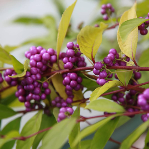 Pięknotka Bodiniera Profusion Koralikowy Krzew (P9)