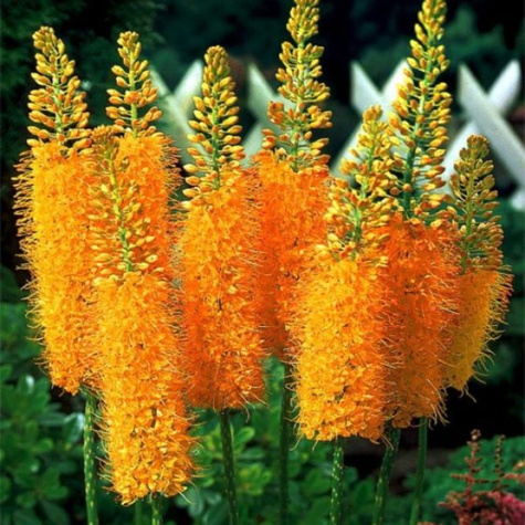 Pustynnik Himalajski Pinokkio pomarańczowy