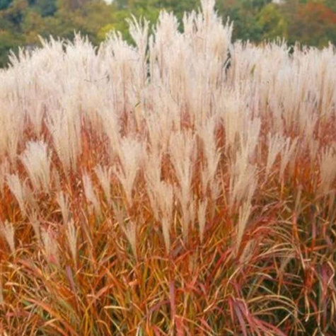 Miskant chiński Purpurascens czerwony jesienią (C2)