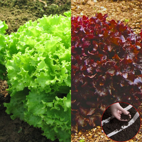 SAŁATA LIŚCIOWA DUBACEK + REDIN nasiona na taśmie