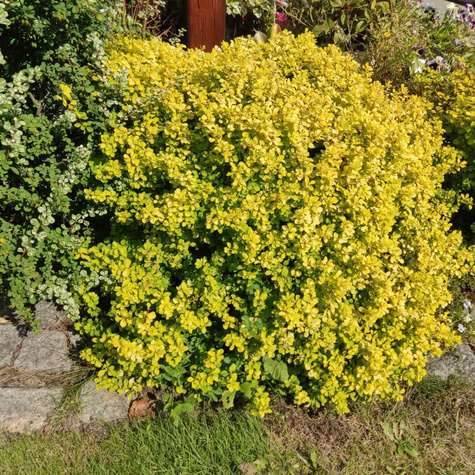 Berberys thunberga Goldalita (P9)