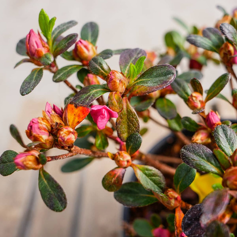 Azalia japońska Rokoko (C2)