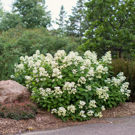 Hortensja bukietowa 'White Lady' (C2)