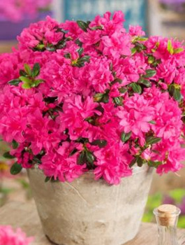 Azalia japońska Melina różowa (C2)