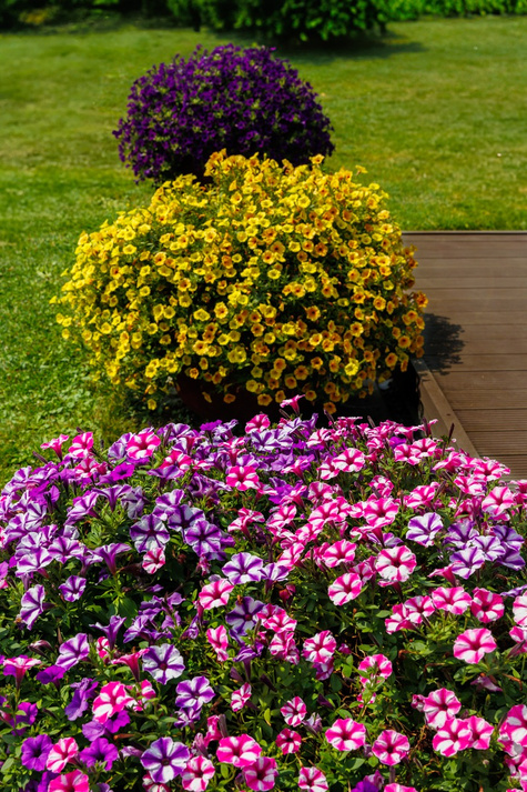 Surfinia Supertunia Mini Vista Pink Star samoczyszcząca