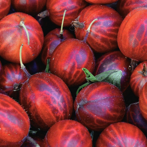 Agrest czerwony bezkolcowy Spine Free Plant Pack