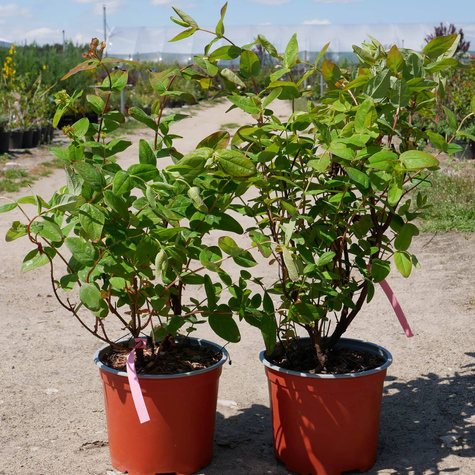 Dziurawiec bezwonny Magical Beauty (C2)