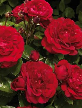 Róża parkowa Renaissance® Capricia pachnąca (C2) 