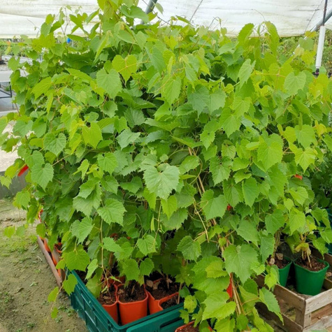 Winorośl winogrono Kristaly