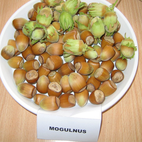 Orzech laskowy Mogulnus Leszczyna Plant Pack