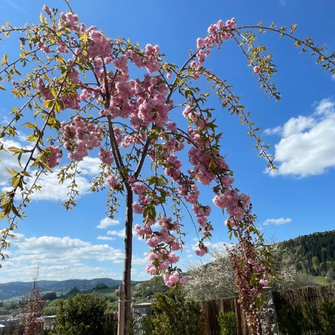 Wiśnia piłkowana Kiku - Shidare Zakura zwisająca pendula