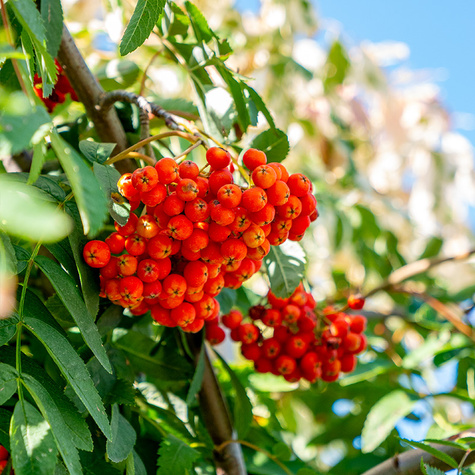 Jarząb pospolity Pendula szczepiona na pniu (Pa 120/140, obw. 8/10, H-180/200)