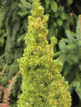 Świerk biały Golden Peak