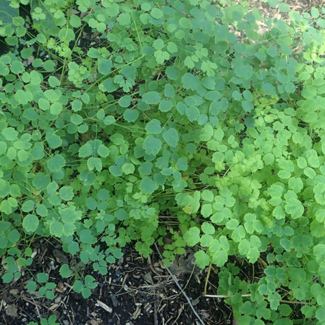 Rutewka Delavay'a Splendide (C2)