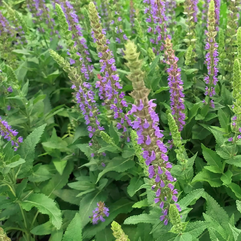 Szałwia omszona Ostfriesland (C2)