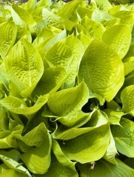 Funkia Hosta Sum and Substance (C2)