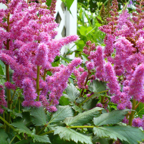 Tawułka japońska Mainz (C2)