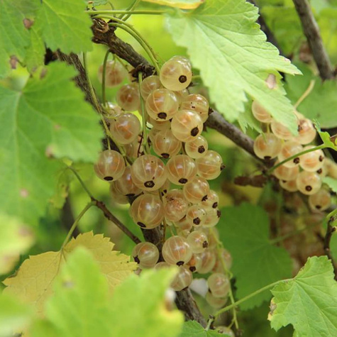 Porzeczka biała z Joteborg (C2)