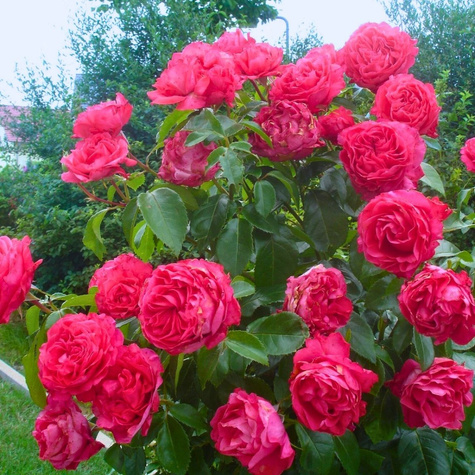 Róża wielkokwiatowa Cherry Lady amarantowa balot