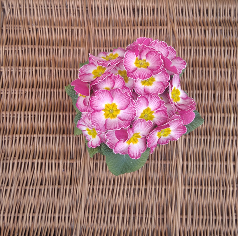 Prymulka Pierwiosnek różowo-biała sadzonka w doniczce