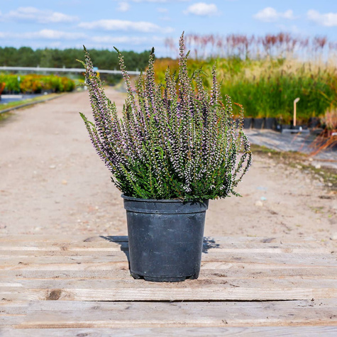 Wrzos pospolity Hilda fioletowy pączkowy