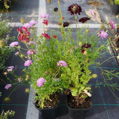 Driakiew Wdówka mix kolorów