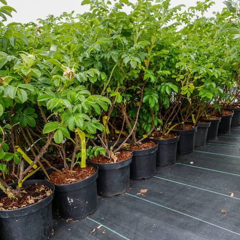 Róża pomarszczona Alba Biała (C2)