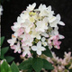 Hortensja bukietowa Little Touch of Pink (P9)