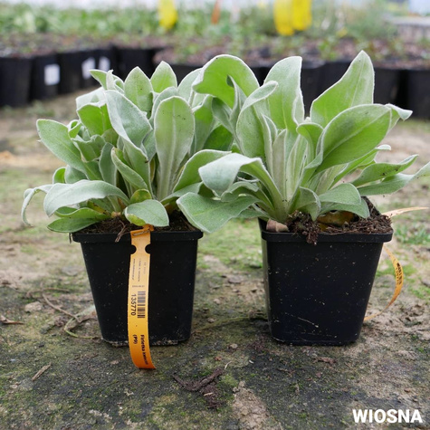 Firletka kwiecista Atrosanguinea (C2)