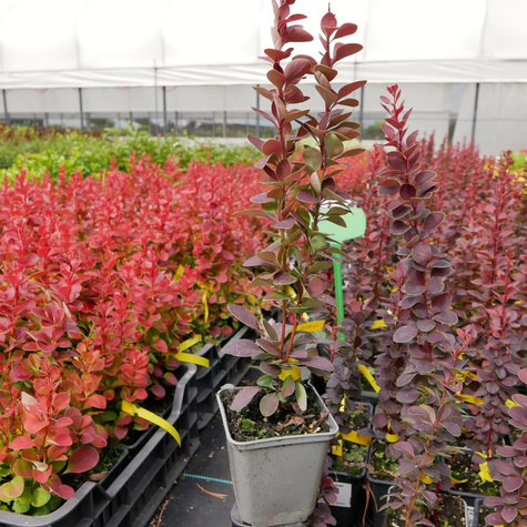 Berberys thunberga Dariusz (P9)