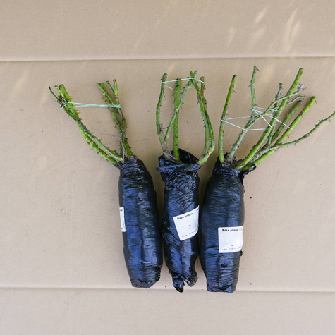 Róża pnąca Rosanna różowa balot