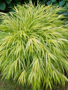 Hakonechloa smukła Naomi (C2)