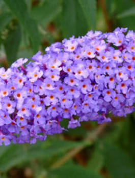 Budleja Davida 'Nanho Blue' (C2)