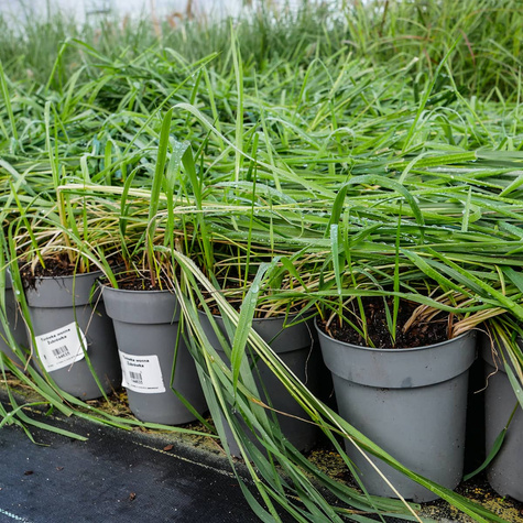 Turówka wonna Żubrówka