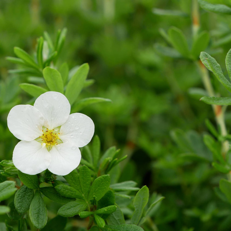 Pięciornik krzewiasty 'McKay's White' (C1.7)
