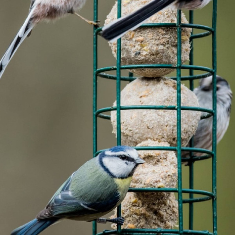Kule dla sikorek 2 szt.tuba plastikowa