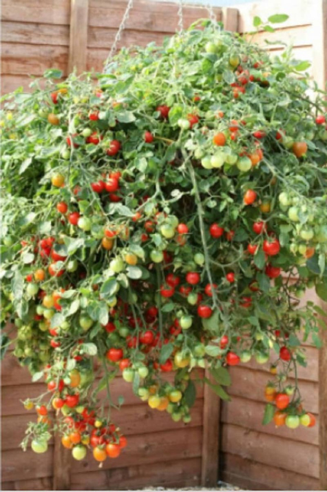 Pomidor wiszący koktajlowy 0,2g