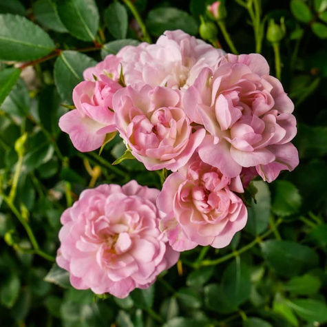 Róża miniaturka różowa The fairy balot