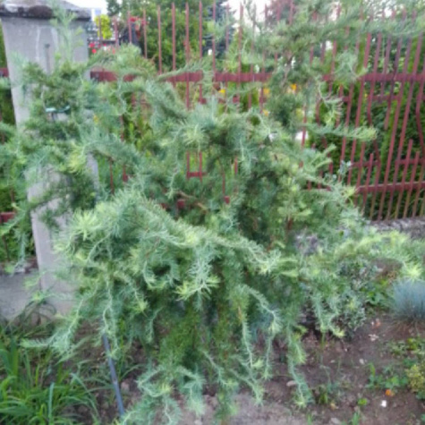 Modrzew japoński Diana PA 120