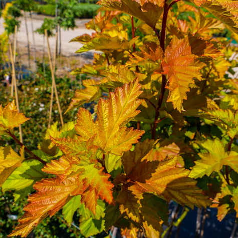 Pęcherznica kalinolistna Magic Ball Pa100