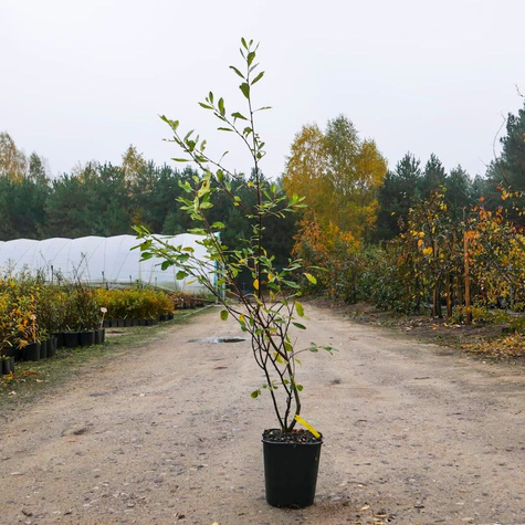 Wierzba szara Tricolor