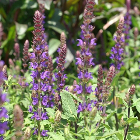 Szałwia omszona Caradonna (C2)